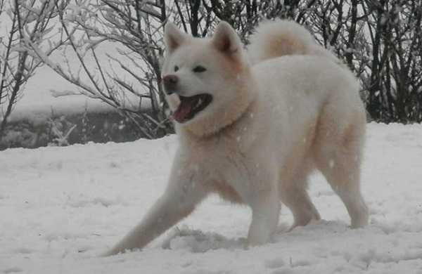 akita inu5