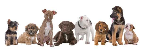 Allevamenti di cani in Italia