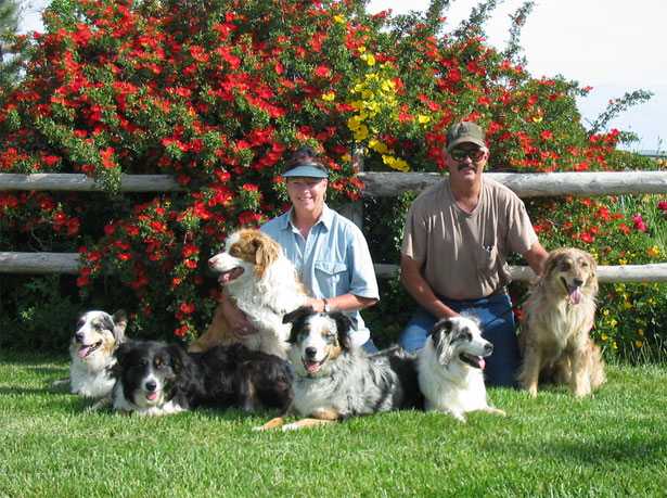 Allevamenti di cani in Italia