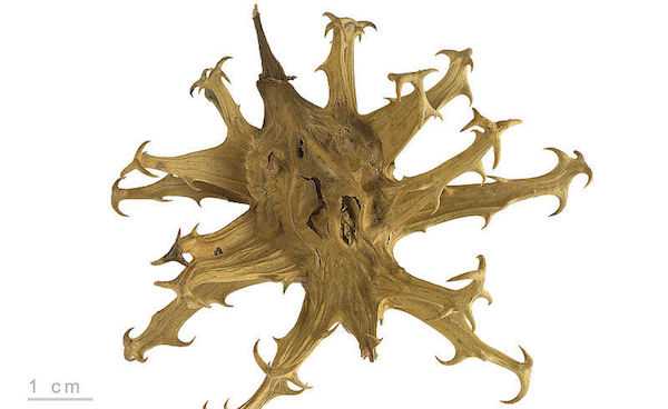 artiglio del drago pomata opinioni artrosi artrite