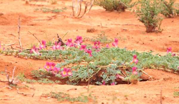 artiglio del drago proprietà