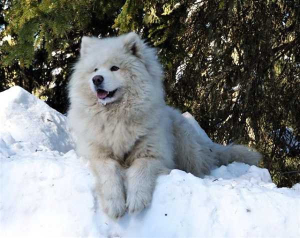 samoiedo cane da slitta