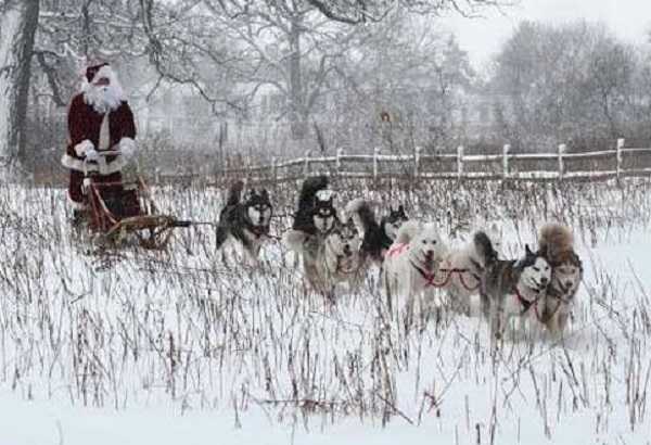 babbo Natale con cani da slitta