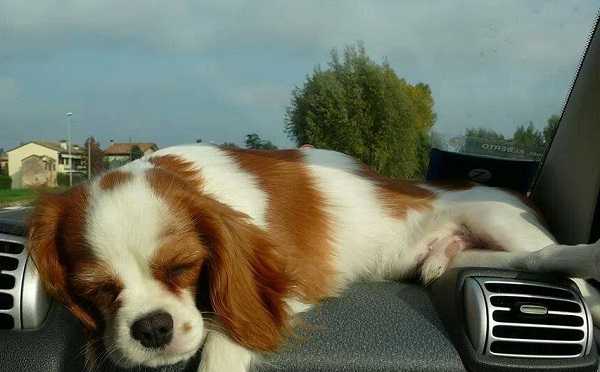 cavalier king su cruscotto auto cavalier king su cruscotto auto