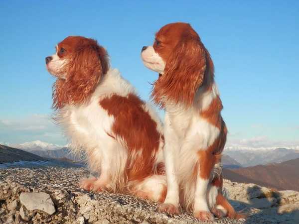 esemplari di cavalier king esemplari di cavalier king