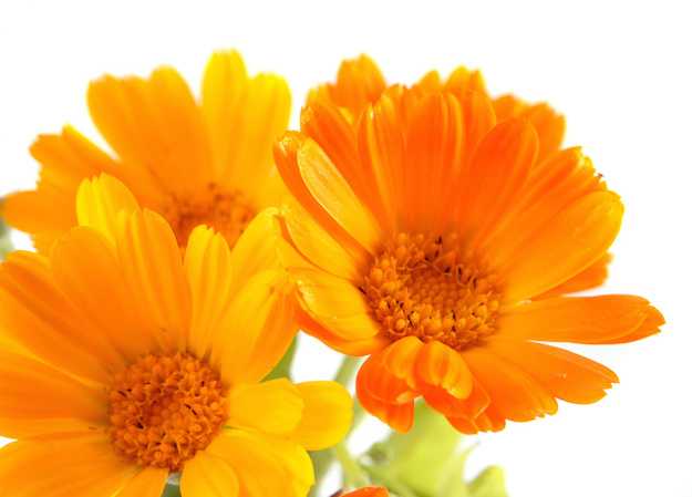 come coltivare la calendula