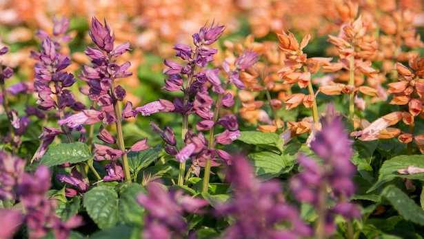 coltivare salvia ornamentale