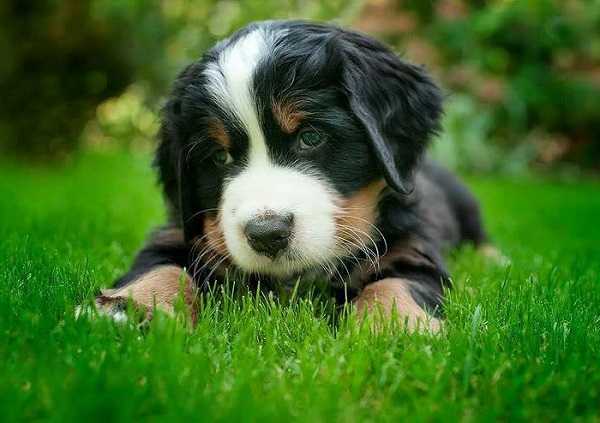 come addestrare cucciolo