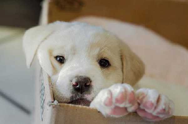 come addestrare cucciolo