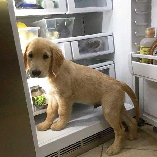 come addestrare cucciolo7