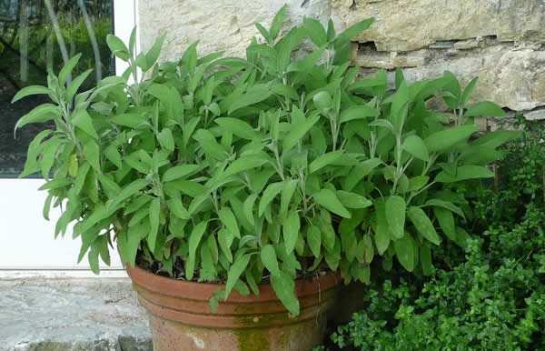 pianta di salvia pianta di salvia