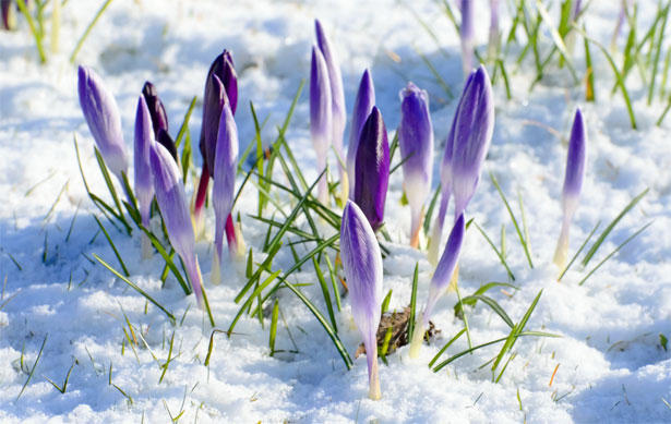 crocus nella neve