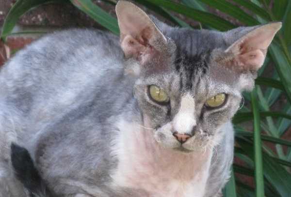 devon rex1