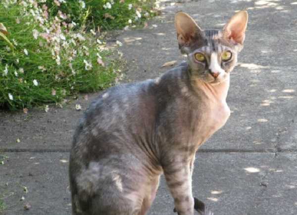 devon rex2