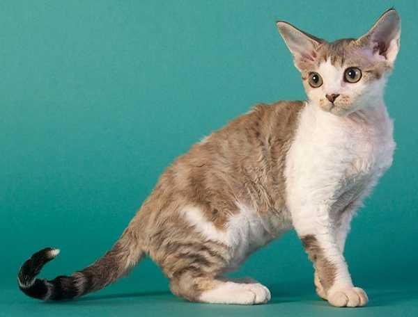 devon rex4