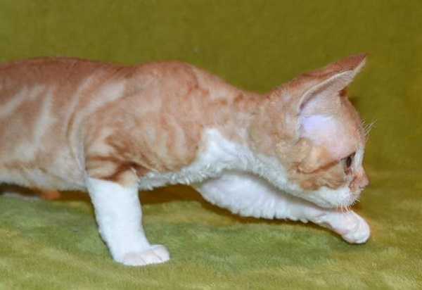 devon rex6