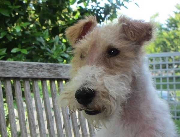 fox terrier