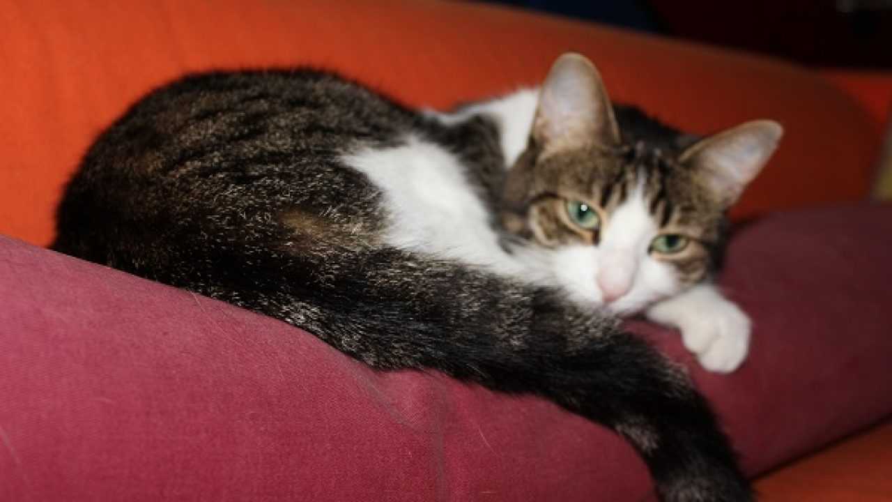 Fusa Del Gatto Significato E Benefici Idee Green