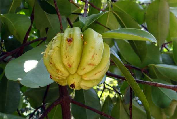 Garcinia Cambogia proprietà