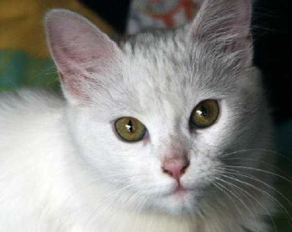 gatto angora turco1