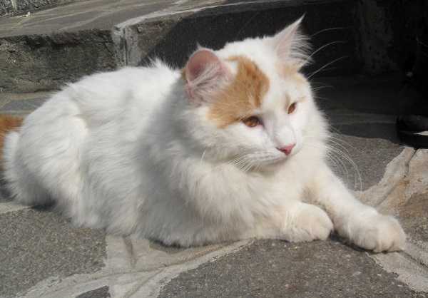 gatto angora turco3