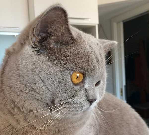 gatto british shorthair primo piano gatto british shorthair primo piano