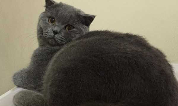 gatto british shorthair sornione gatto british shorthair sornione
