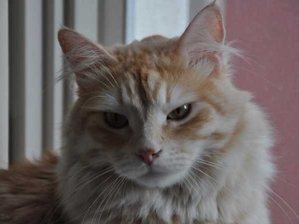 Gatto siberiano: carattere