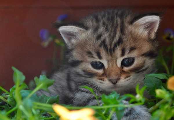 Gatto siberiano: cure e alimentazione