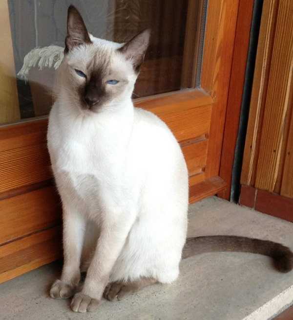 gatto thai5