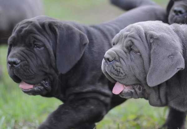 mastino napoletano mastino napoletano