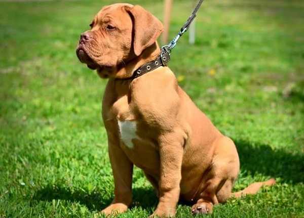 mastino napoletano al guinzaglio mastino napoletano al guinzaglio