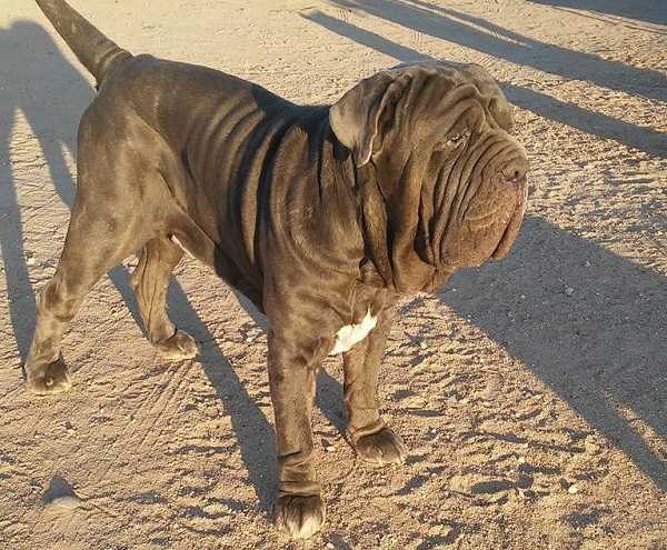 mastino napoletano mastino napoletano