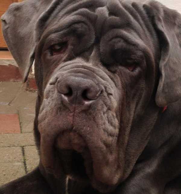 muso del mastino napoletano muso del mastino napoletano