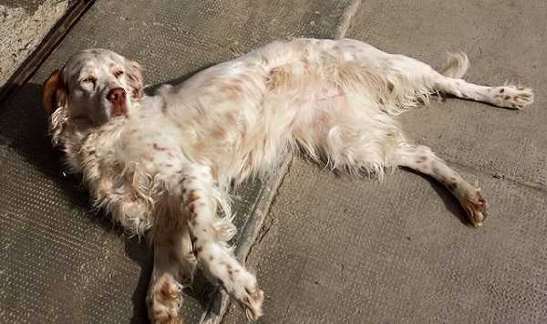 Setter inglese: aspetto