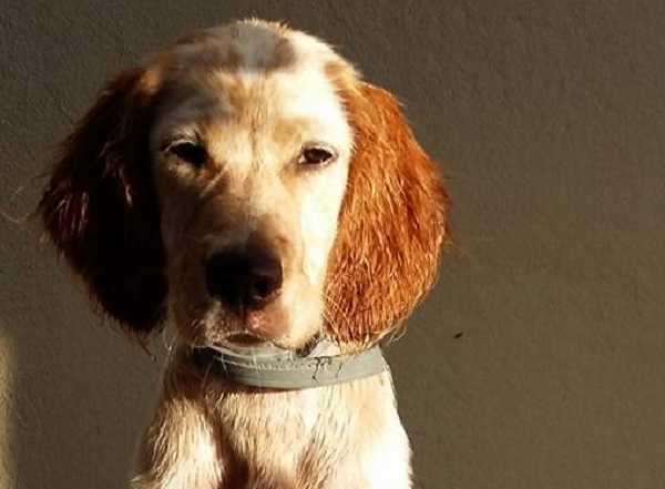 Setter inglese: aspetto