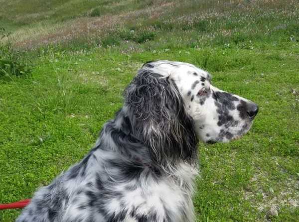 Setter inglese: aspetto