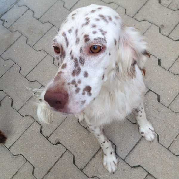 Setter inglese: carattere