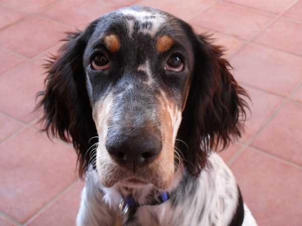 Setter inglese: origine