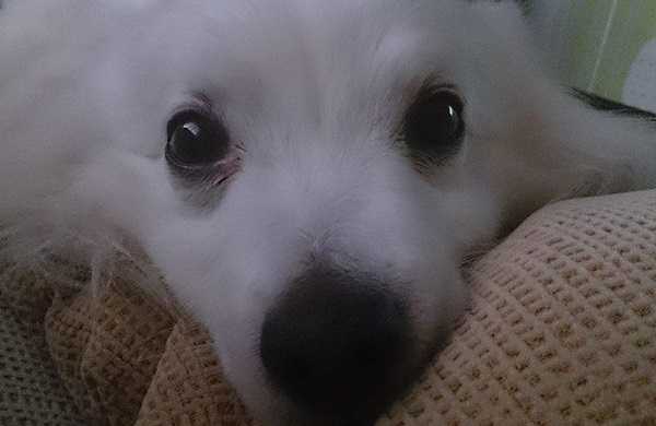 Volpino italiano: cure