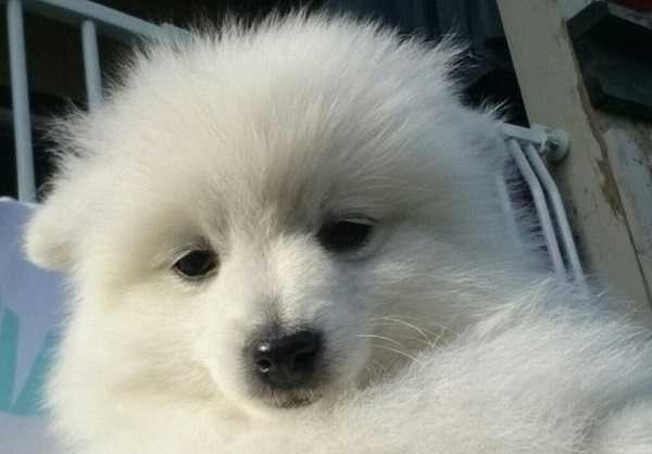 Volpino italiano: origini