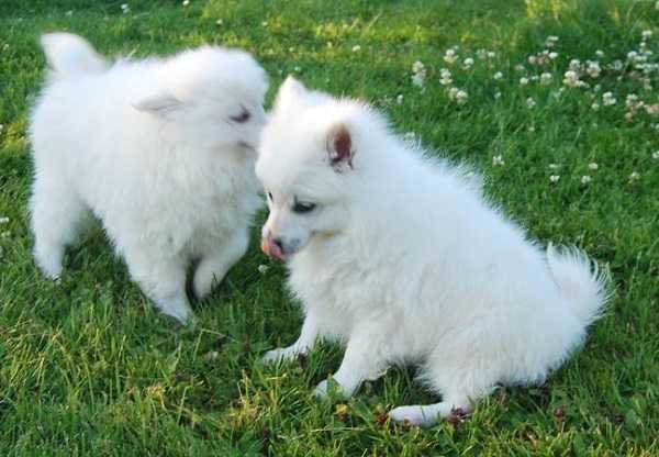 Volpino italiano: carattere