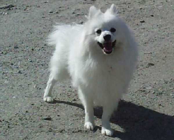 Volpino italiano: aspetto