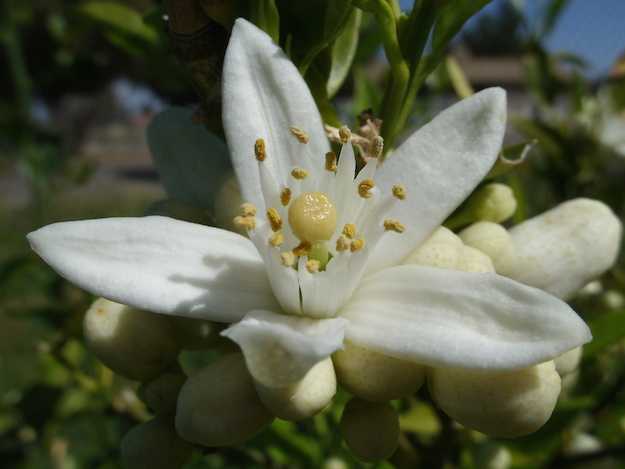 Olio essenziale di Neroli