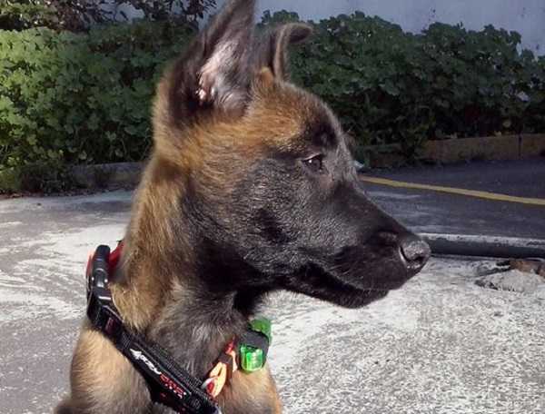 belga malinois1