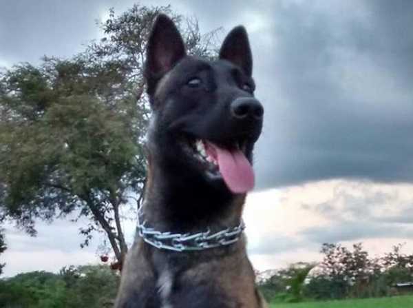 belga malinois3
