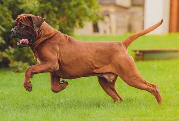cani da guardia korean mastiff