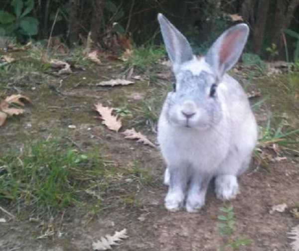 coniglio nano2