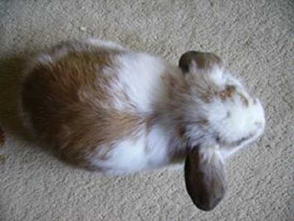 coniglio nano carattere