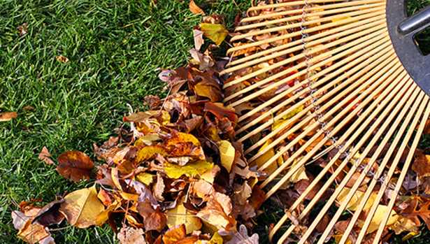 Cura del prato in autunno